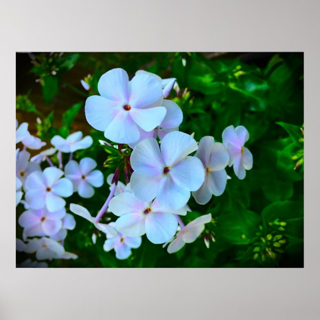 Poster Phlox, (Frente)
