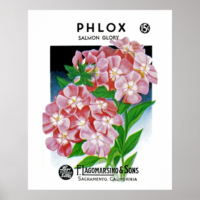 Pôster Phlox (Frente)