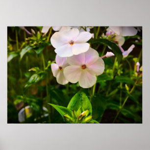 Poster Phlox,