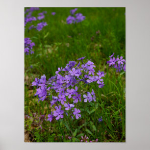 Pôster Phlox Azul Selvagem