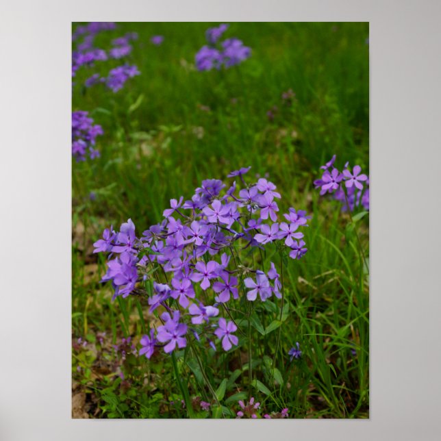 Pôster Phlox Azul Selvagem (Frente)