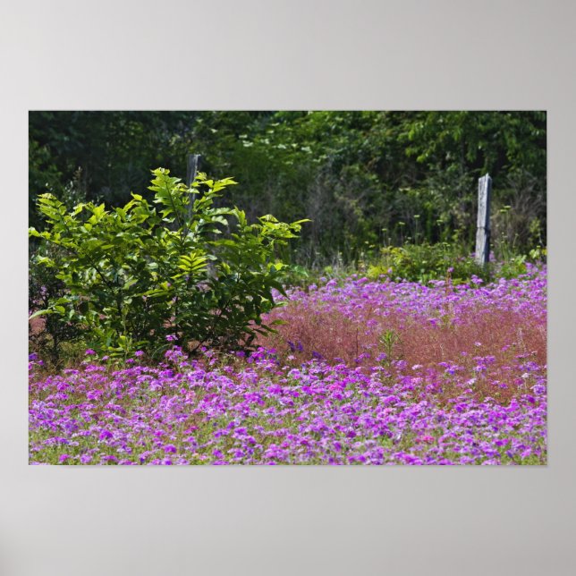 Pôster Phlox de Drummond, Phlox drummondi, Hilton Head (Frente)
