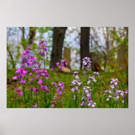 Poster Phlox Próximo a um Cemitério