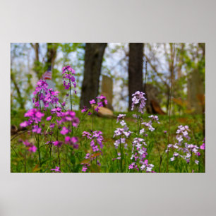 Poster Phlox Próximo a um Cemitério