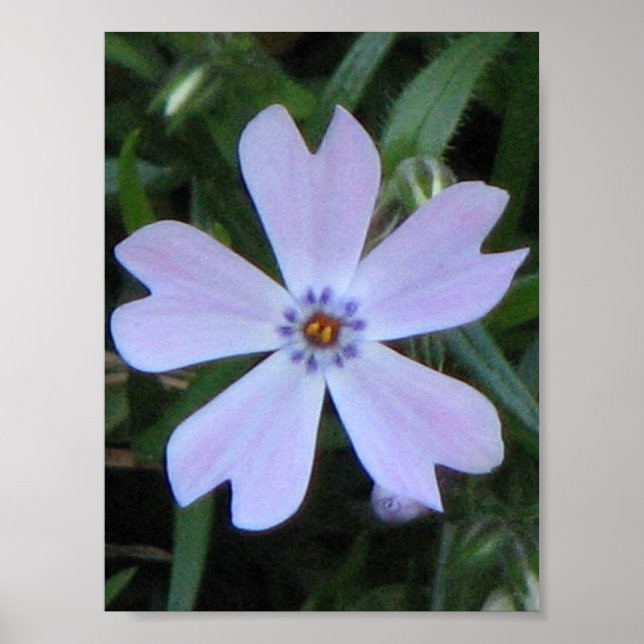 Poster Phlox Roxo (Frente)