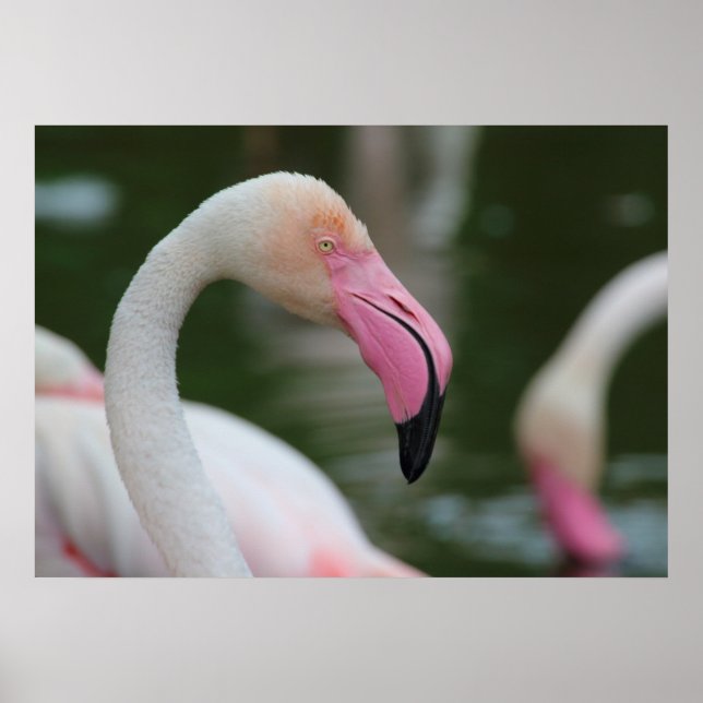 Poster Phoenicopterus roseus (Frente)