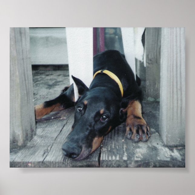 Pôster Phoenix (Frente)