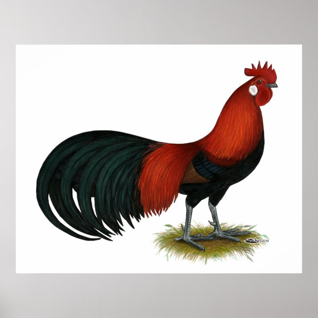Pôster Phoenix: B Red Rooster (Frente)