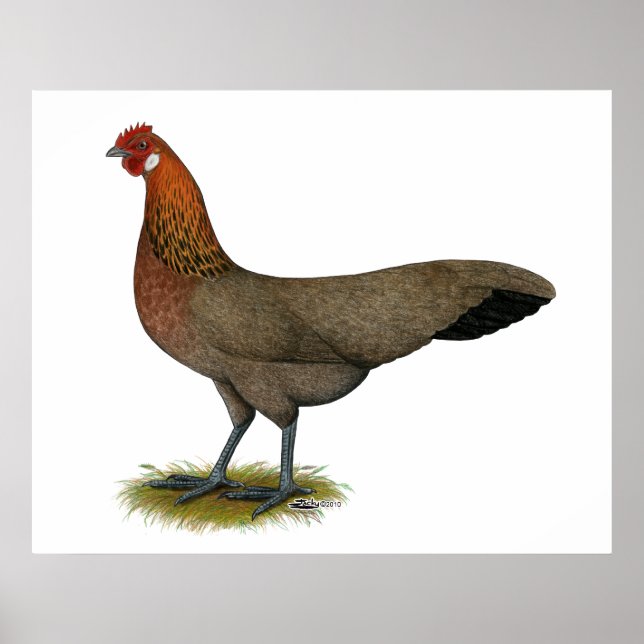 Poster Phoenix: BB Red Hen (Frente)