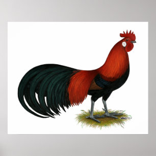 Pôster Phoenix:  BB Red Rooster
