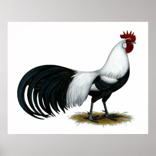 Poster Phoenix:  Galo de prata de Duckwing