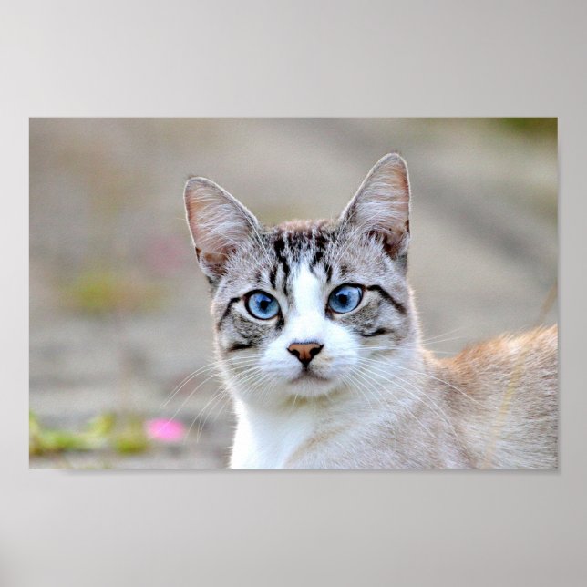 Poster Photo cat pet, animais. (Frente)
