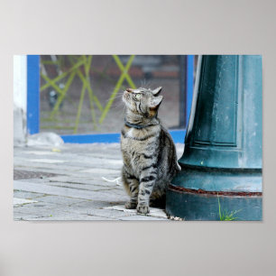 Poster Photo cat pet, animais.
