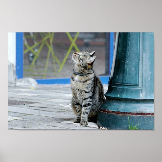 Poster Photo cat pet, animais. (Frente)
