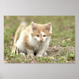 Poster Photo cat pet, animais.