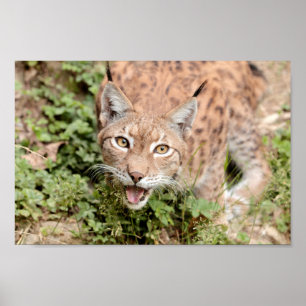 Poster Photo lynx cat, animais.