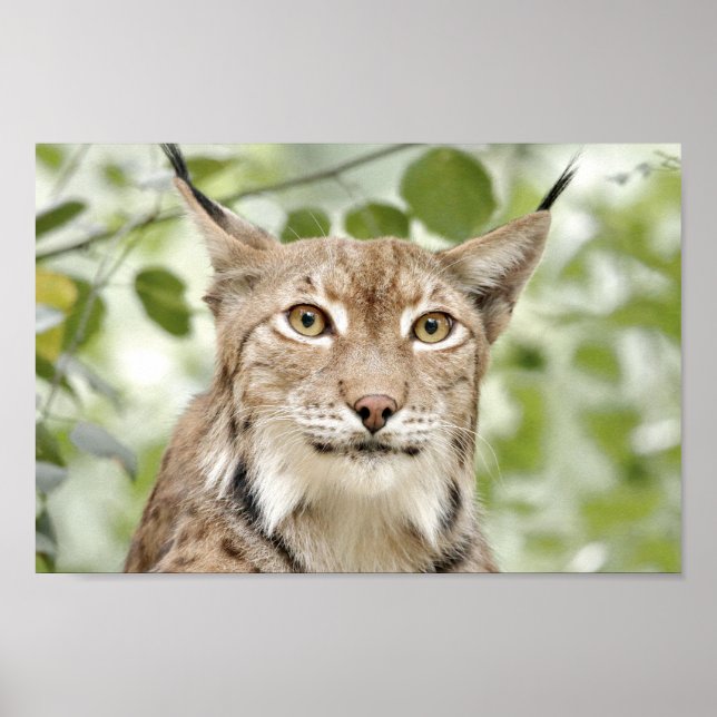 Poster Photo lynx cat, animais. (Frente)