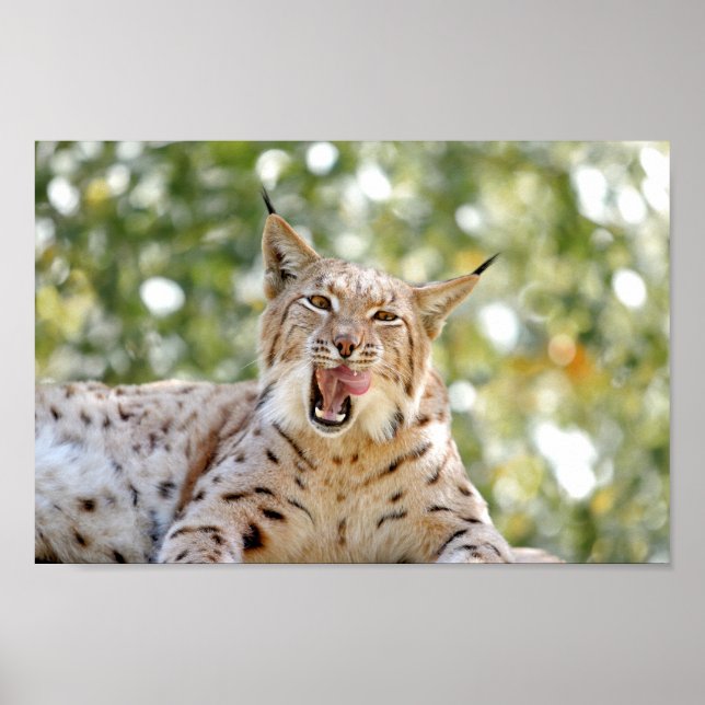 Poster Photo lynx cat, animais. (Frente)