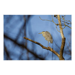 Pôster Photo nature du héron cendré perché