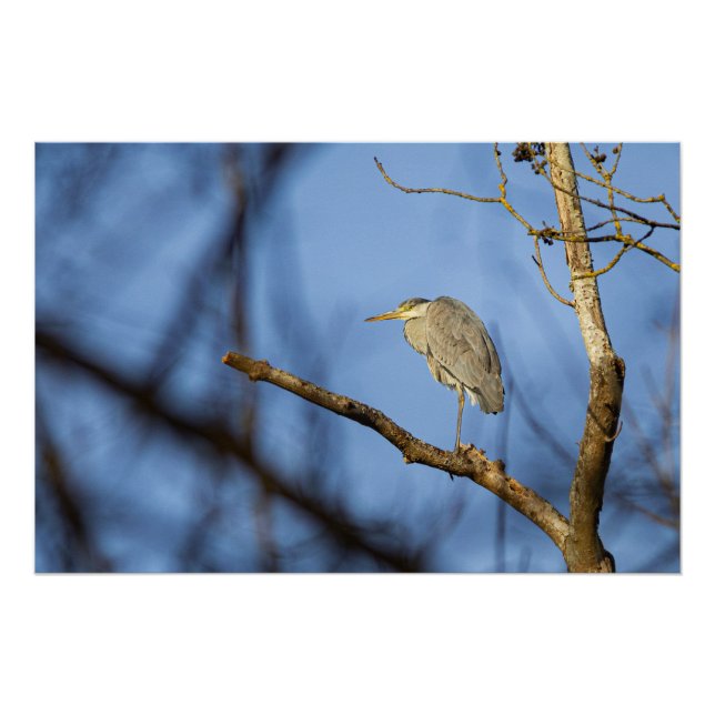 Pôster Photo nature du héron cendré perché (Frente)