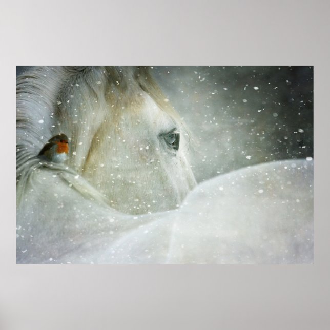 Poster Photo of a White Horse and Bird in Winter (Frente)