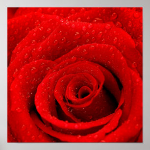 Pôster Photo of Red Rose Background