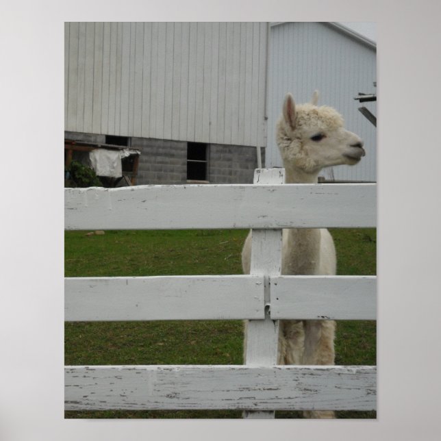 POSTER PHOTO PRINTS (Frente)