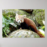 Poster Photo red panda , animais 0507.