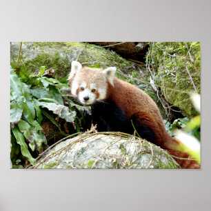 Poster Photo red panda , animais 0507.