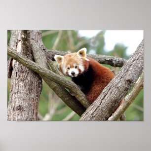 Poster Photo red panda , animals 0508.