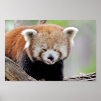 Poster Photo red panda , animals 0511.