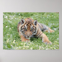 Photo tiger , animals 0300.