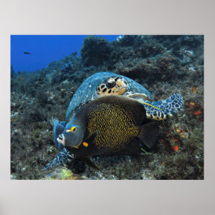 Poster Photobombing Angelfish