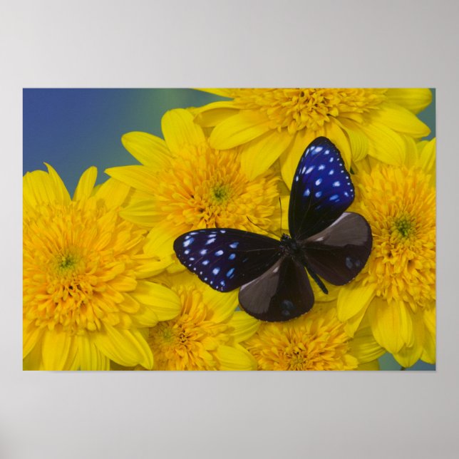Poster Photograph of Butterfly (Frente)