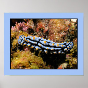 Poster Phyllidia varicosa