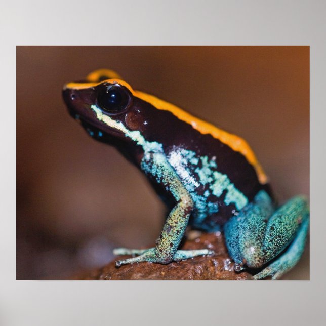 Poster Phyllobates vittatus, um sapo de veneno (Frente)