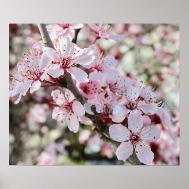 Poster Pia Brilhante, Cola Vermelha. (Frente)