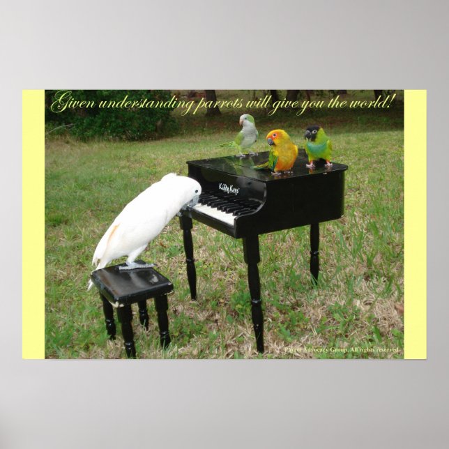 Pôster Pianista Parrots (Frente)