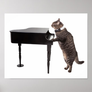 Poster Piano de Reprodução de Gato