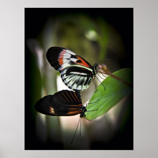 Pôster Piano Key Pairing (Frente)