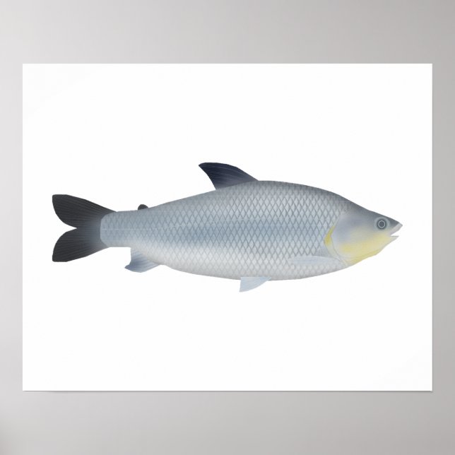 Poster Piauçu (Frente)