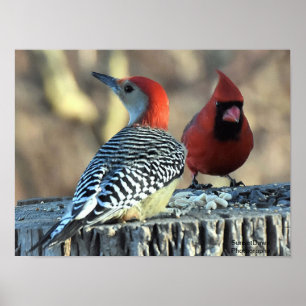 Poster Pica-pau-de-bico-vermelho e cardeal-vermelho