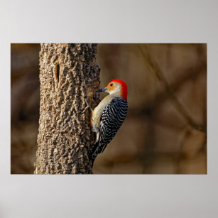 Poster Pica-pau-de-bico-vermelho em uma árvore 24x36