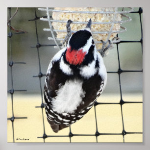 Pôster Pica-pau-de-cabeça-branca B53