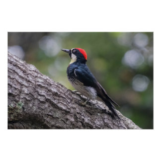 Pôster Pica-Pau-de-Carreiras Cartaz Glossy | Arte de Aves