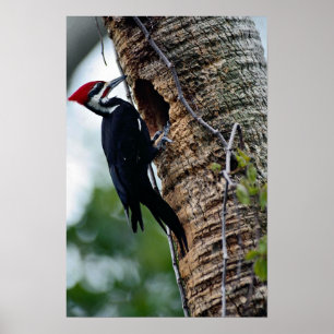 Pôster Pica-pau de Pileated