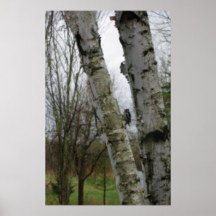 Pôster Pica-pau em primavera