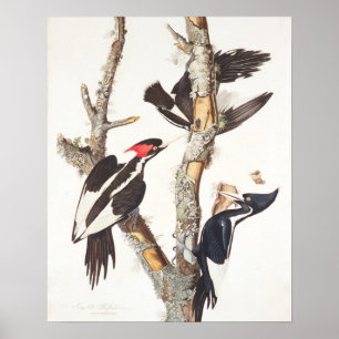Poster pica-pau Marfim-faturado, 1829, (impressão)