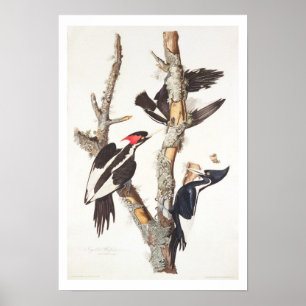 Poster pica-pau Marfim-faturado, 1829, (impressão)
