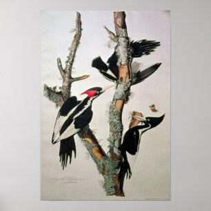 Poster pica-pau Marfim-faturado, 'dos pássaros de Americ